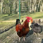 Domaine De Pierre Blanche