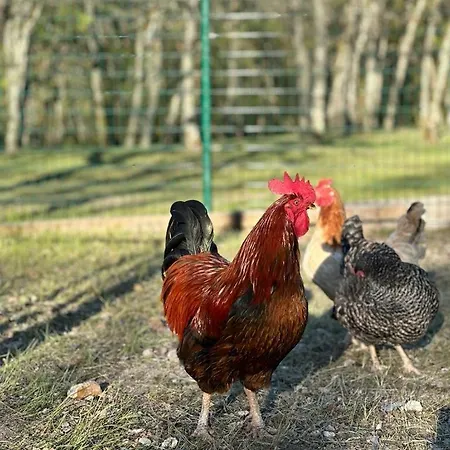 Domaine De Pierre Blanche