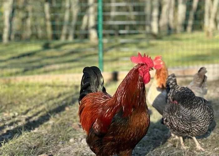 Domaine De Pierre Blanche